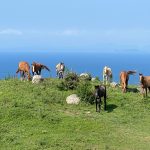 大島牧場のふるさと寄付について