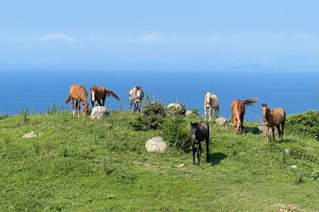 大島牧場のふるさと寄付について